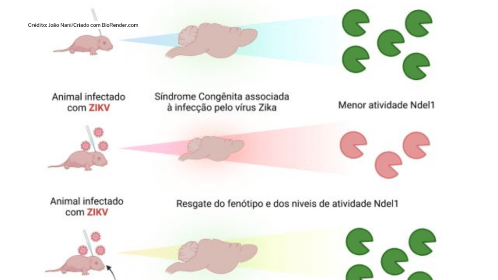 Estudo associa baixa atividade de enzima ao desenvolvimento de microcefalia em prole infectada pelo&nbsp;zika