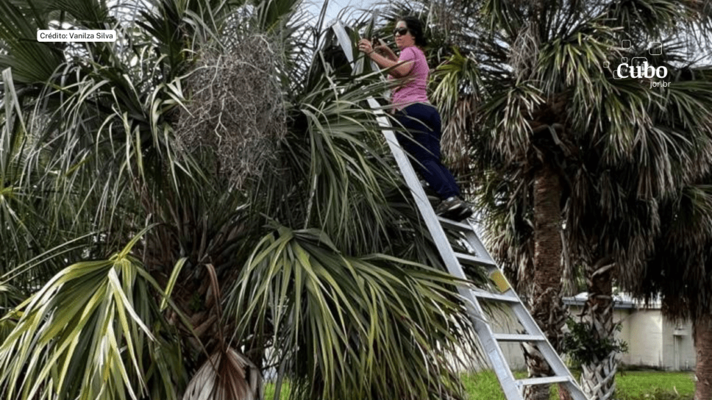 Palmeira infectada com bactéria letal libera gases que alertam plantas vizinhas sobre&nbsp;ameaça