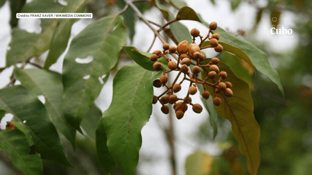 Espécies nativas de plantas têm eficácia na recuperação do solo de mineração no&nbsp;Pará