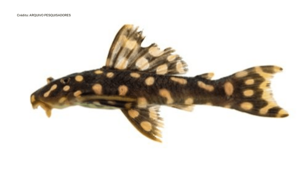 Pesquisadores confirmam nova espécie de peixe cascudo em área afetada pela barragem de Belo Monte&nbsp;(PA)