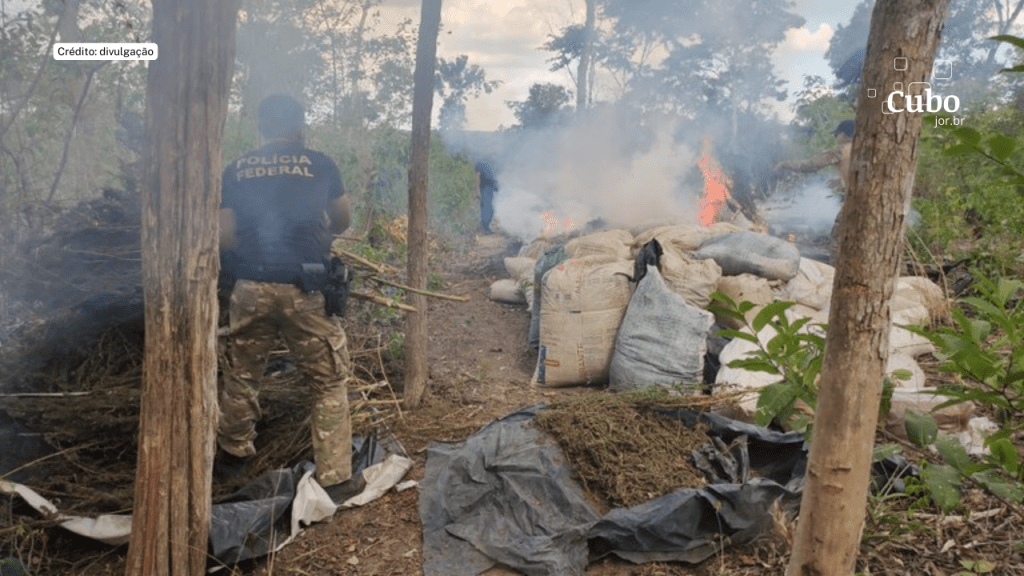 Operação Polígono VI: PF erradica cultivo ilícito de entorpecentes em&nbsp;Grajaú/MA