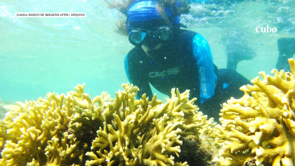 Inteligência artificial e redes sociais podem ajudar a monitorar a saúde dos corais da costa&nbsp;brasileira
