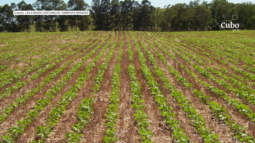 Produção de soja no país tem impactos socioambientais monitorados pelas próprias empresas e pouca ação do&nbsp;Estado