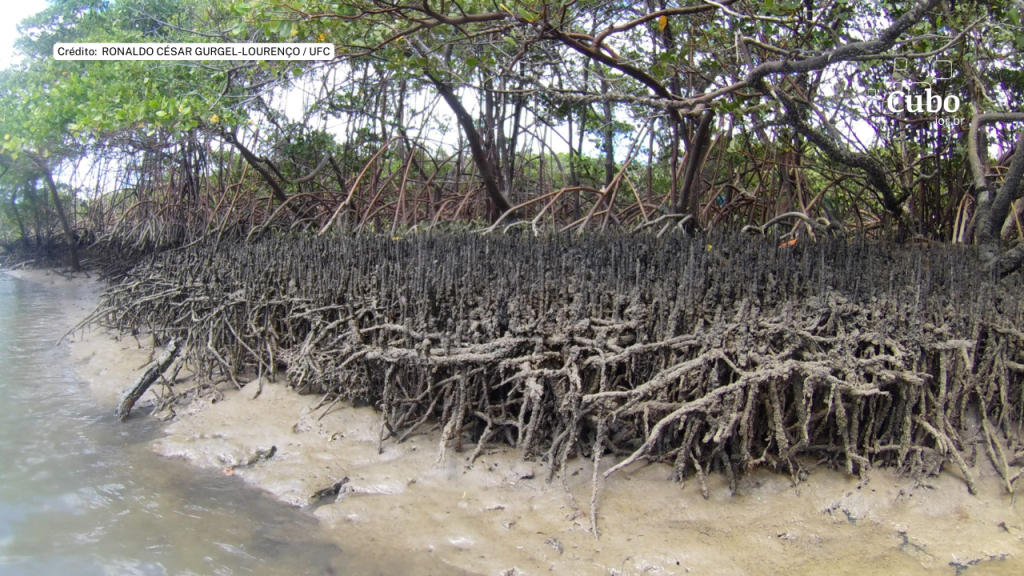 Manguezais são o habitat preferido de espécie de cavalo-marinho em risco de extinção no Ceará, revela&nbsp;estudo