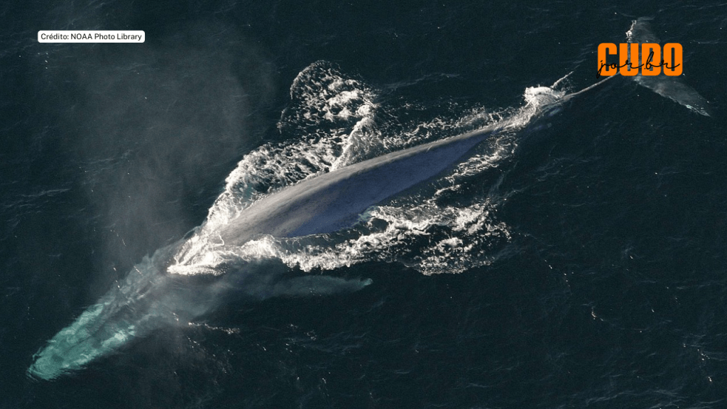 Estudo sobre gigantismo de baleias dá pistas sobre mecanismo genômico envolvido na supressão de&nbsp;tumores