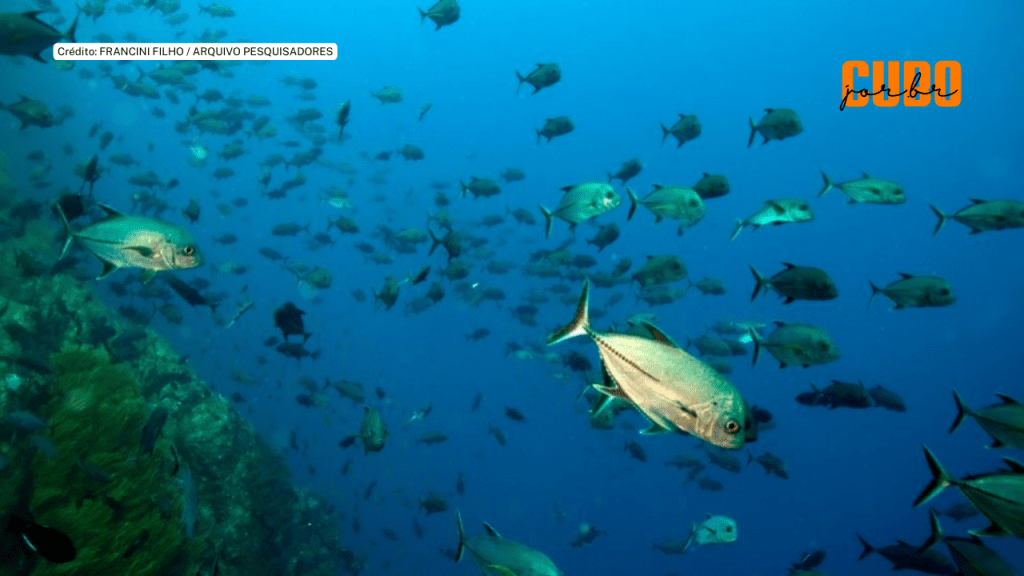 Pesca sem controle diminuiu drasticamente populações de peixes de recifes em seis&nbsp;décadas