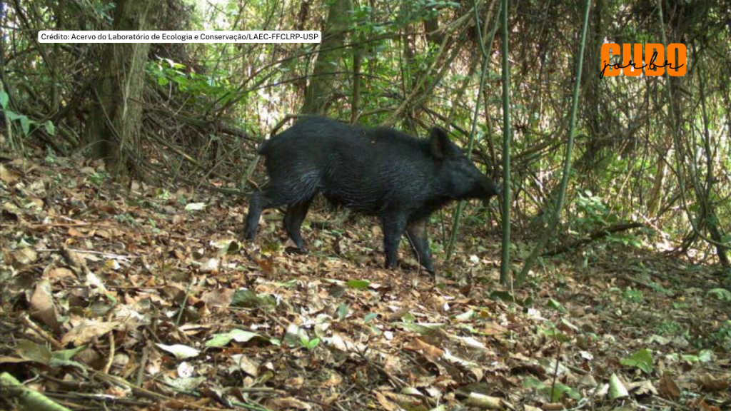 No Cerrado, diversificação de lavouras tem efeito benéfico sobre a fauna e reduz presença de&nbsp;javali