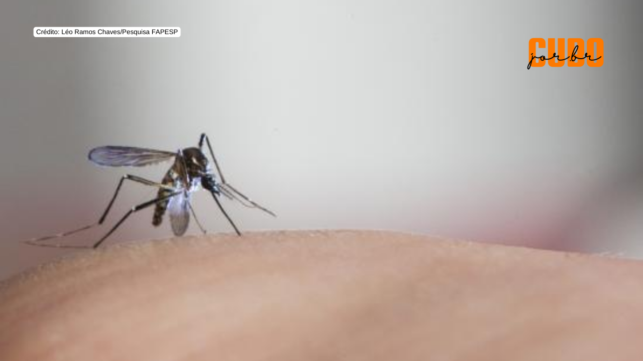 Chikungunya e zika diminuem no país como um todo, mas casos crescem nas áreas de maior risco