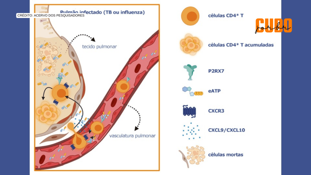 Estudo revela mecanismo que agrava tuberculose e reduz&nbsp;sobrevida
