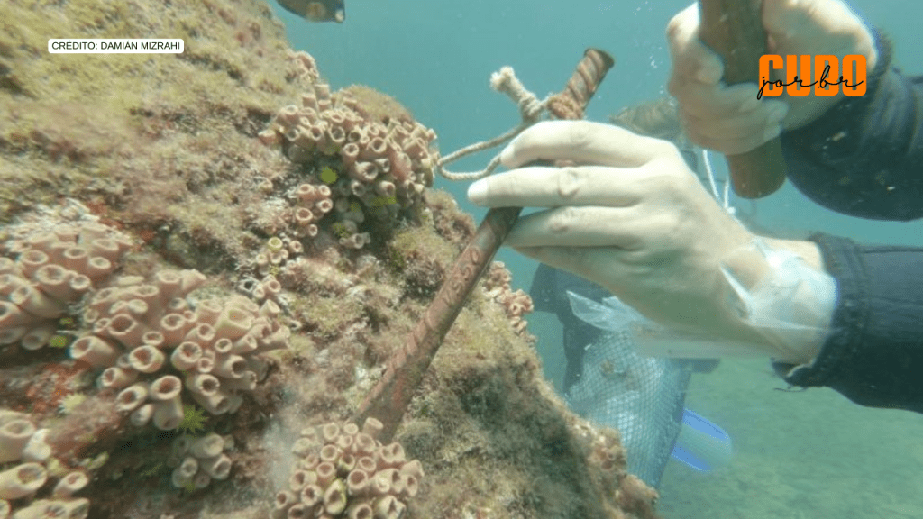 Remoção de coral invasor deve ser evitada em períodos de alta liberação de larvas, alerta&nbsp;estudo