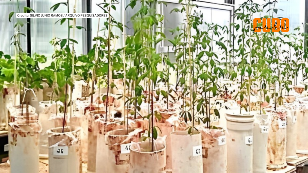 Plantio de espécie nativa do Pará pode ser eficiente para recuperar áreas degradadas pela&nbsp;mineração