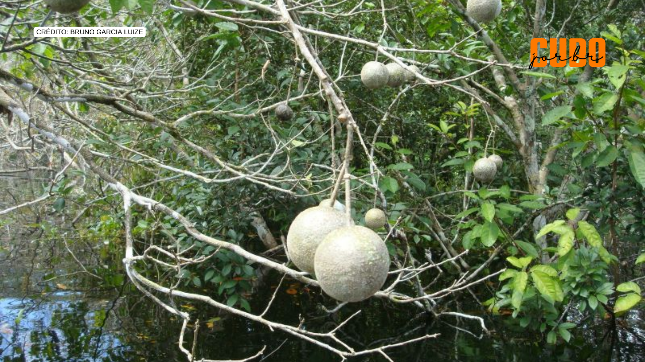 Pouco mais de mil espécies representam metade das árvores tropicais do planeta, aponta estudo
