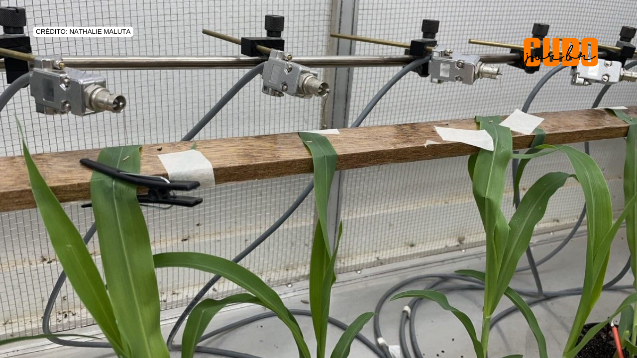 Estudo explica como um fungo pode controlar a principal praga que afeta o cultivo de milho