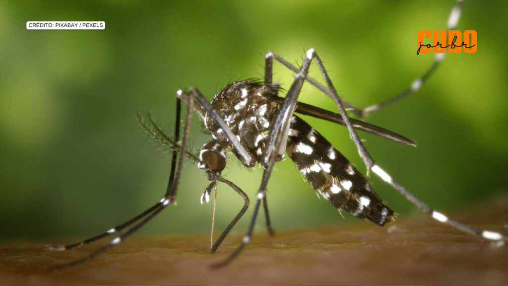 Pesquisadores encontram ovos de Aedes com zika e chikungunya em Goiânia, confirmando transmissão&nbsp;vertical