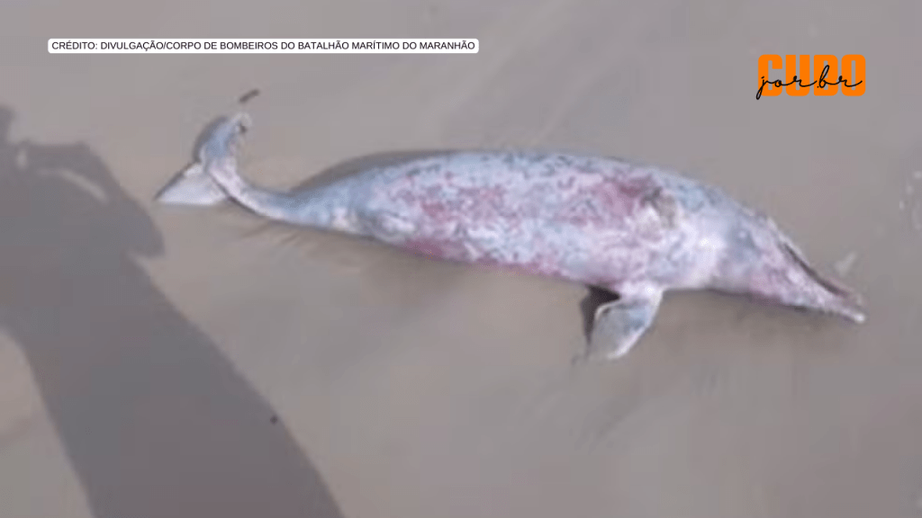 Golfinho é encontrado morto na Praia do Calhau em São Luís e pesquisadores investigam&nbsp;causa