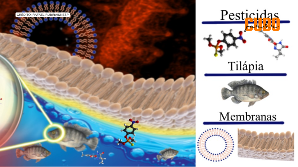 Pesquisa mostra efeito letal de pesticidas sobre o sistema respiratório de&nbsp;tilápias