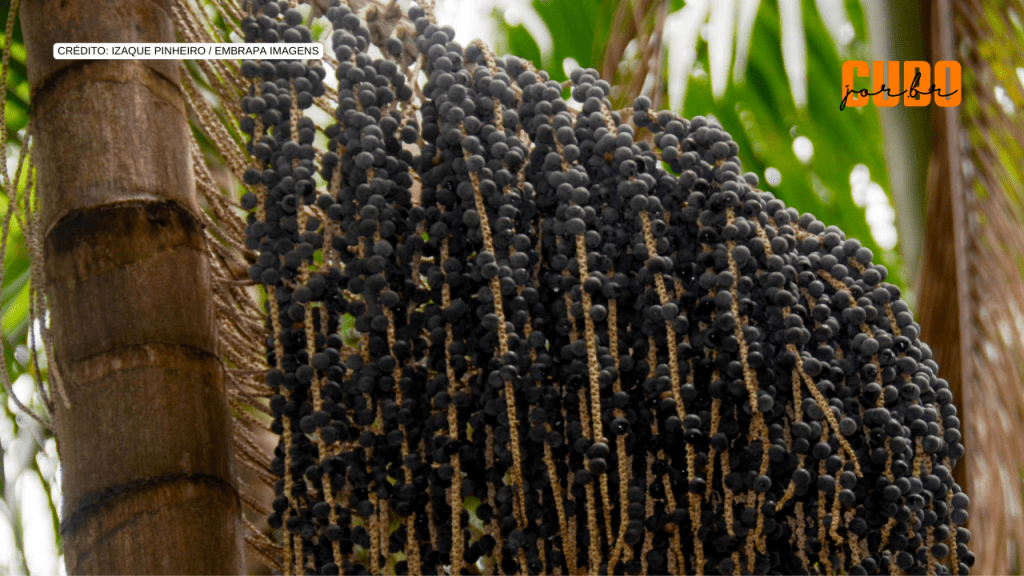 Polinização de palmeiras como o açaí na floresta amazônica vale mais de R$ 700 milhões por&nbsp;ano