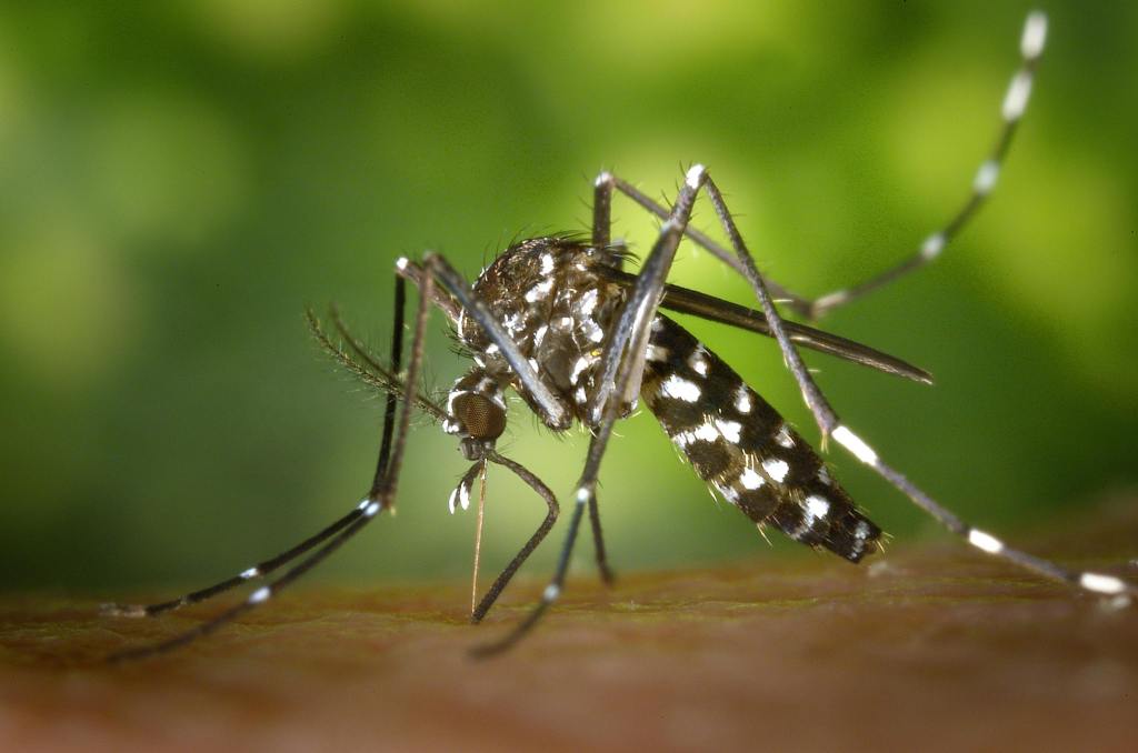 Altas temperaturas levam a aumento na incidência de picadas de&nbsp;mosquitos