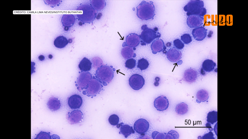 Toxina do veneno da cascavel induz célula de defesa a combater o câncer, indica&nbsp;estudo