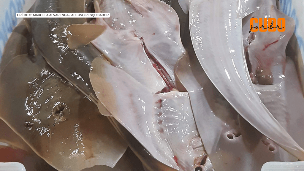 Oito em cada dez espécies de tubarões e raias no comércio nacional estão ameaçadas de&nbsp;extinção