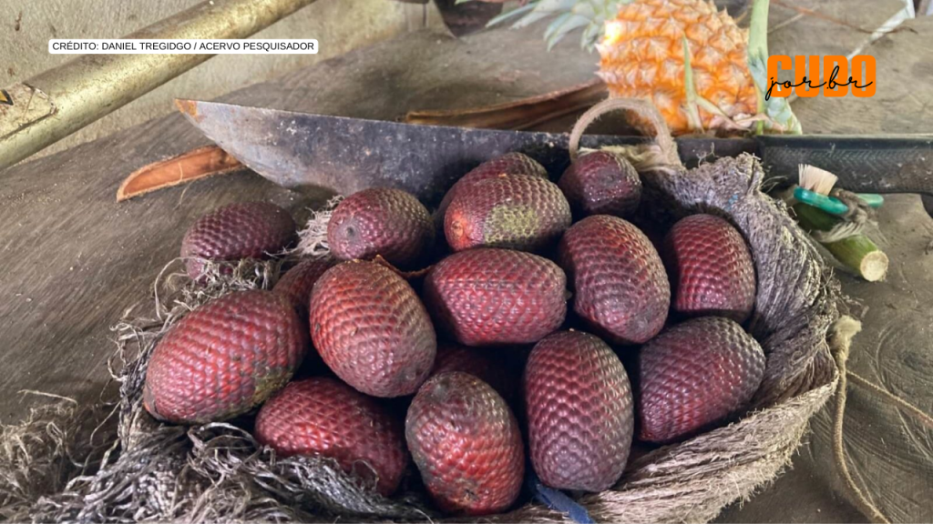 Conhecimento sobre frutas amazônicas pode ajudar a combater desnutrição e a manter a floresta em&nbsp;pé