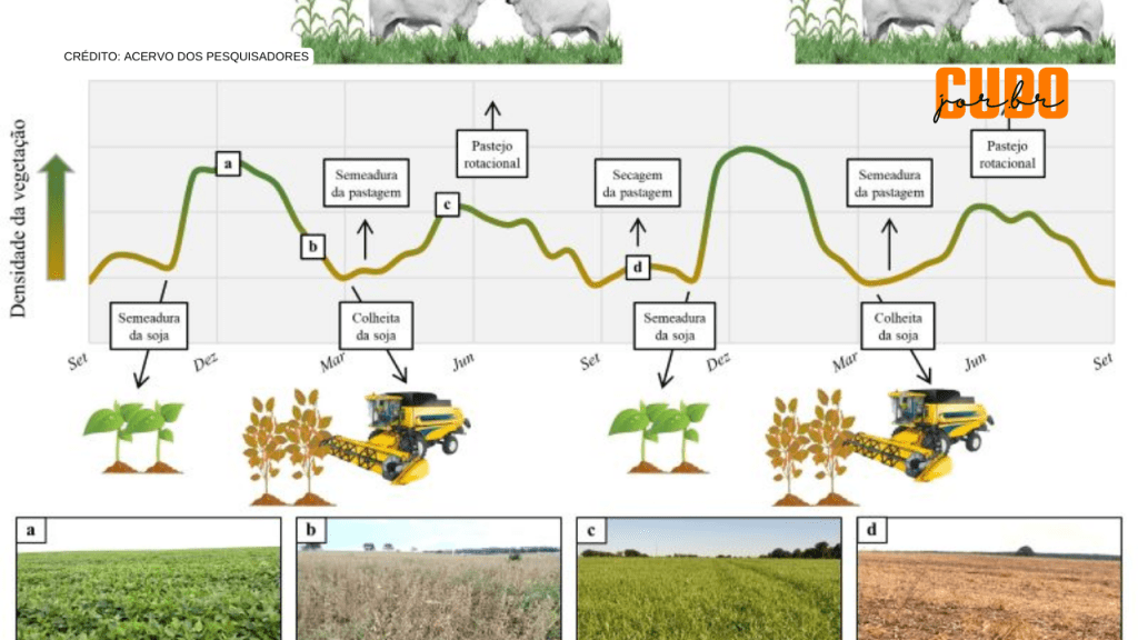 Método alia inteligência artificial a imagens de satélite para mapear áreas com integração lavoura-pecuária