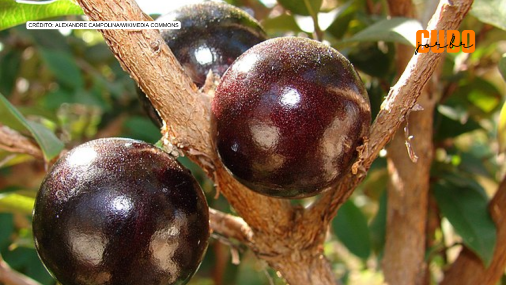 Casca da jabuticaba reduz inflamação e glicemia em pessoas com síndrome&nbsp;metabólica
