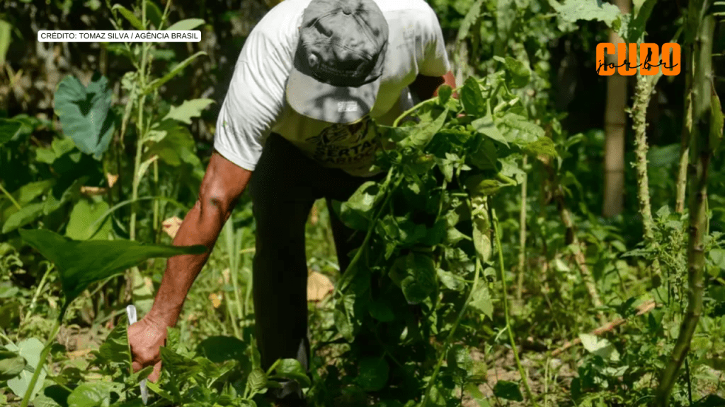 Renda média anual de agricultores do Programa de Aquisição de Alimentos cresce 24% em oito&nbsp;anos
