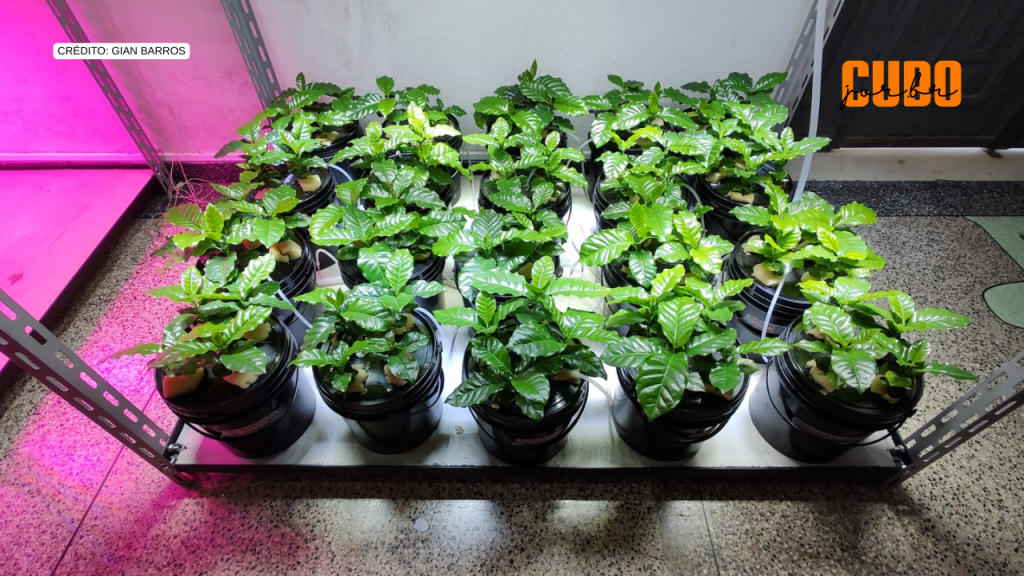 Consórcio que inclui brasileiros sequencia o genoma referência do café&nbsp;arábica