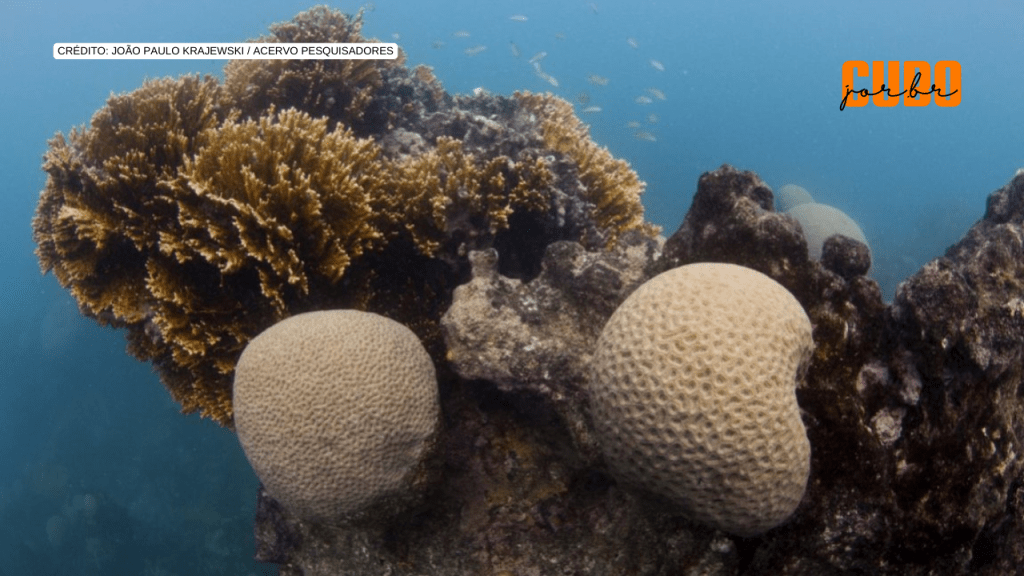 Aquecimento do oceano impacta distribuição de corais e ameaça espécies exclusivas da costa&nbsp;brasileira