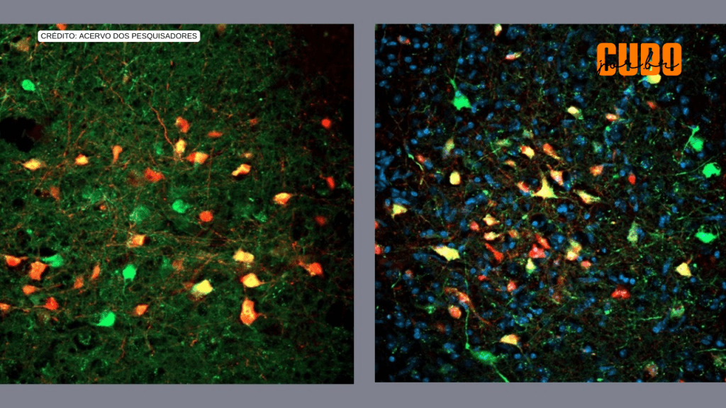 Pesquisadores descobrem neurônios que deflagram a busca frenética por alimentos, mesmo sem&nbsp;fome