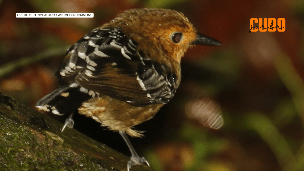 Mudanças climáticas reduziram diversidade genética de pássaros na Amazônia nos últimos 400 mil&nbsp;anos