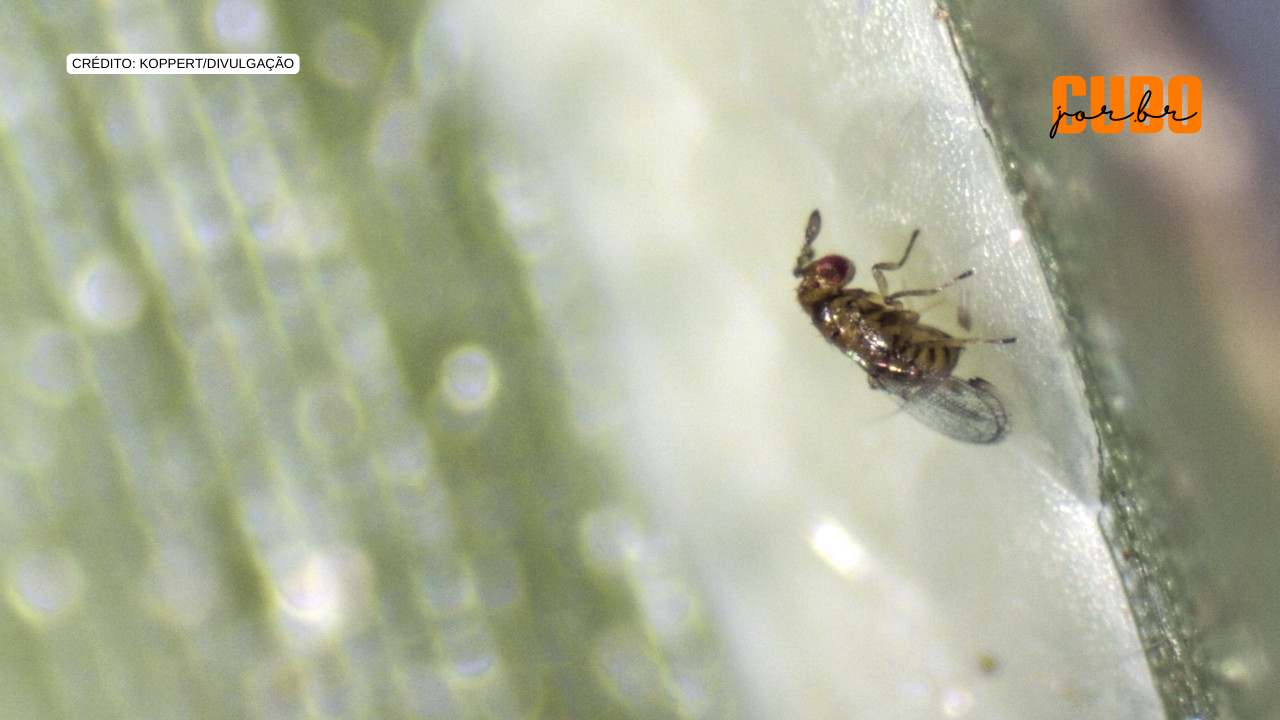 Registro de produtos para controle biológico de pragas ultrapassa o de agroquímicos no Brasil