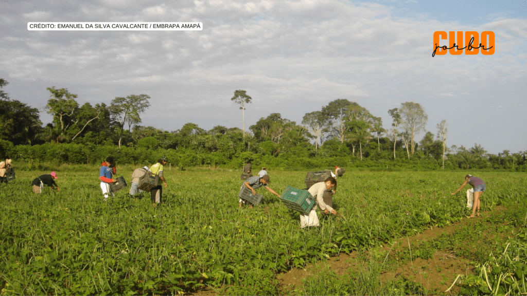 Agricultura familiar no Brasil: importância e perspectivas futuras para seu&nbsp;fortalecimento