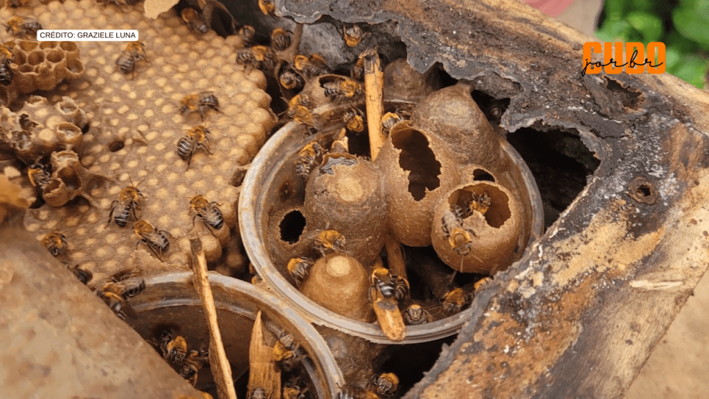 Queda na locomoção e falhas no sistema imune: estudo mostra como agrotóxicos afetam abelhas&nbsp;nativas