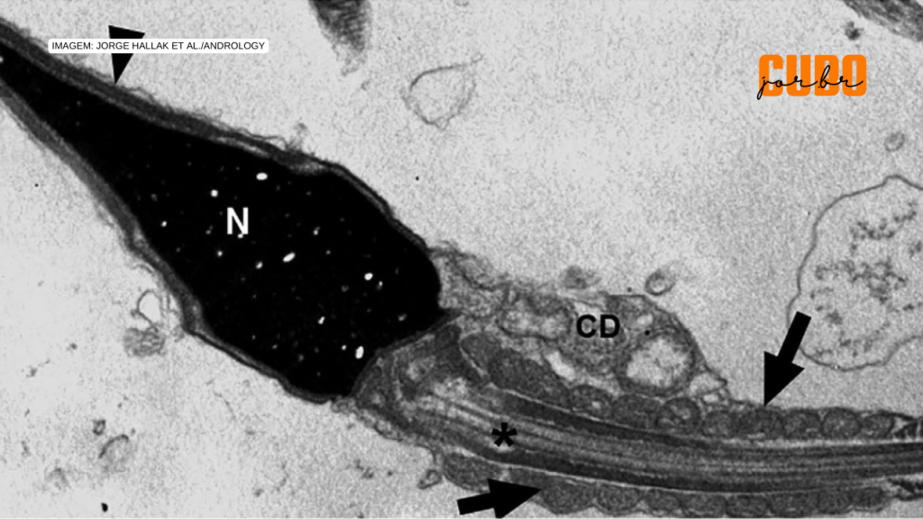 Vírus da COVID-19 pode permanecer no espermatozoide até 110 dias após a&nbsp;infecção