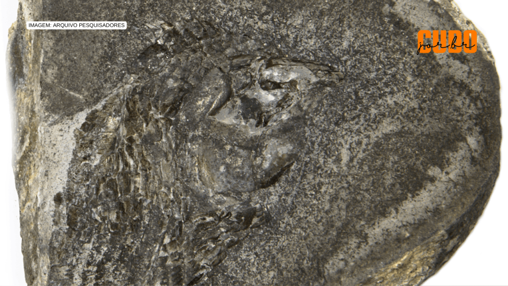Novo estudo descobre preservação rara de órgãos em peixes fósseis brasileiros de 290 milhões de&nbsp;anos