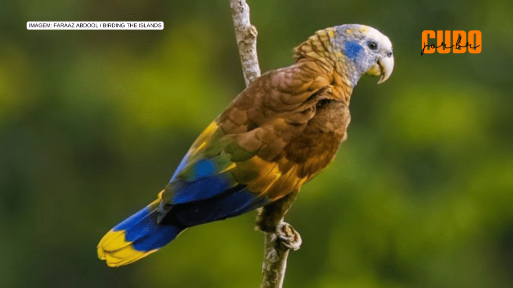 Fenômenos naturais ameaçam de extinção 10% das espécies de animais vertebrados&nbsp;terrestres