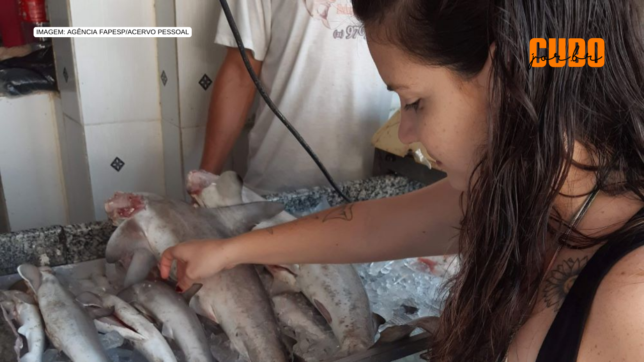 Avanço de técnicas para identificar raias e tubarões não impediu comércio e aumento do risco de extinção