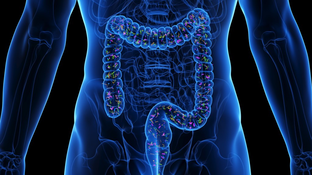 Novo estudo sugere desequilíbrio na microbiota intestinal provocado por antibióticos como causa da&nbsp;obesidade