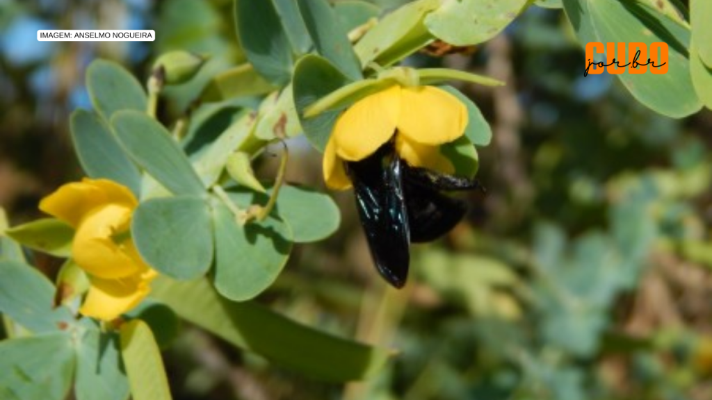 Presença de bactéria no solo torna flores mais atrativas para polinizadores, aponta&nbsp;estudo