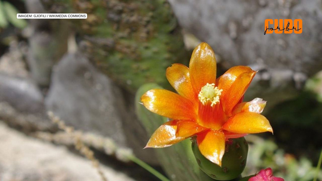 Mudanças climáticas podem diminuir presença de cactos comestíveis na Caatinga, aponta estudo