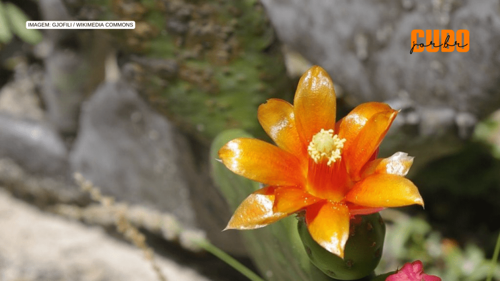 Mudanças climáticas podem diminuir presença de cactos comestíveis na Caatinga, aponta&nbsp;estudo