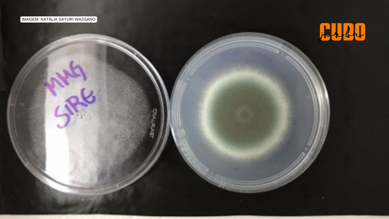 Encontrado gene importante para a virulência de fungo causador de infecções pulmonares graves