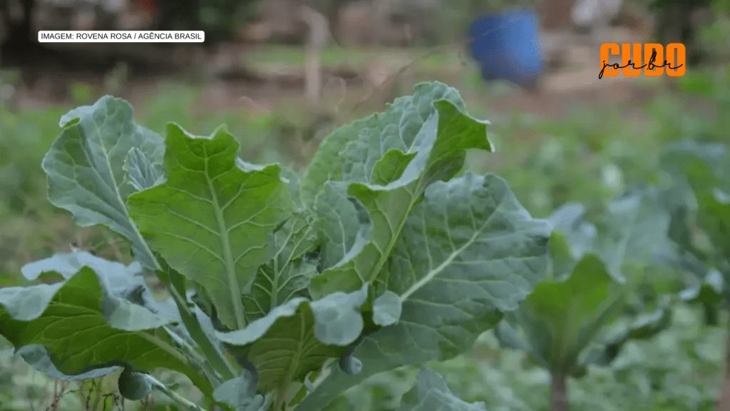 Agricultores familiares enfrentam barreiras para acessar linhas de crédito rural para produção de orgânicos no&nbsp;país