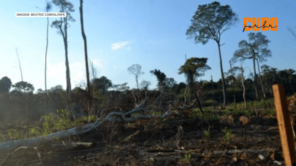 Brasil precisa fortalecer ações de proteção de florestas para cumprir metas internacionais, aponta&nbsp;estudo