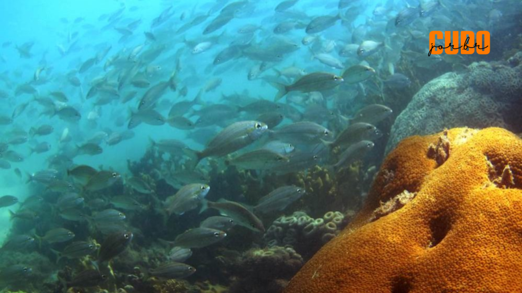 Perda de 25% dos corais nos recifes brasileiros pode prejudicar até metade das espécies de&nbsp;peixes
