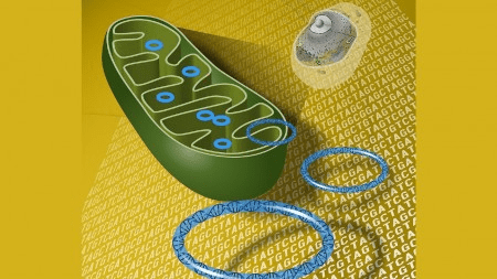 Estudo identifica 51 mutações associadas à esclerose lateral amiotrófica, podendo ajudar no&nbsp;diagnóstico