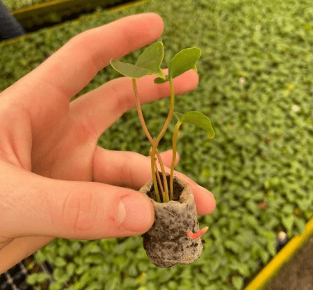 Material libera fertilizante para plantas de forma controlada e se degrada após 90&nbsp;dias