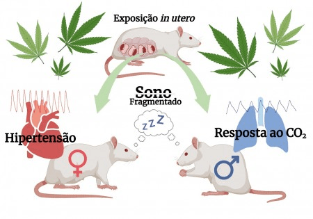 Em ratos, exposição intrauterina a canabinoide tem efeitos cardiorrespiratórios e no sono na vida&nbsp;adulta